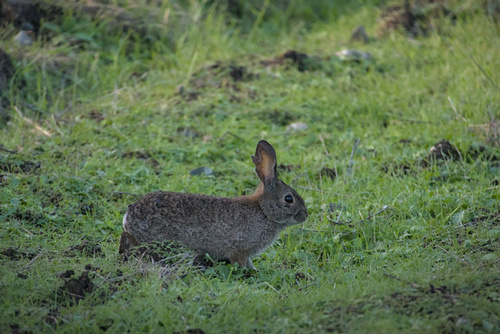 Brush Rabbit observed by alexsngai