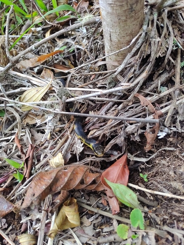 Fire-bellied Snake