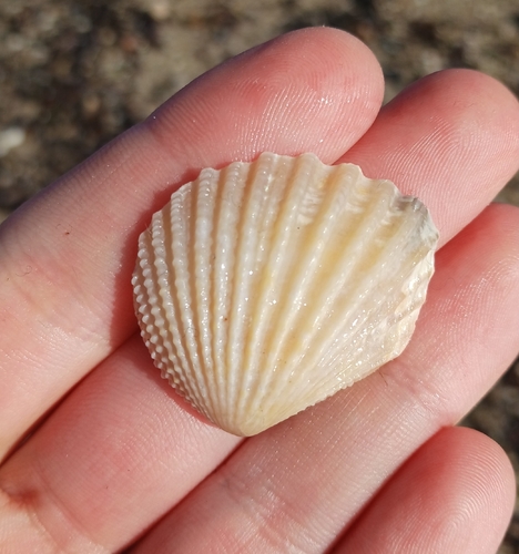 Neotrigonia margaritacea observed 2026-01-11