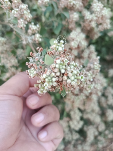 Salpianthus arenarius