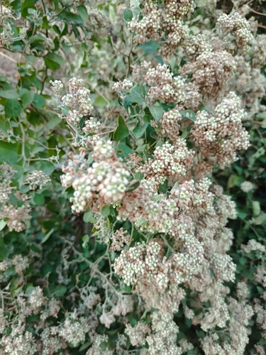 Salpianthus arenarius, photograph 2