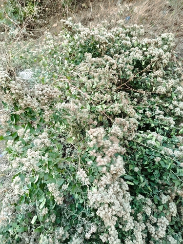 Salpianthus arenarius, photograph 3