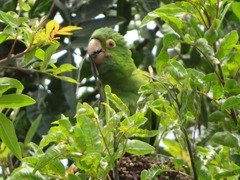 Psittacara erythrogenys