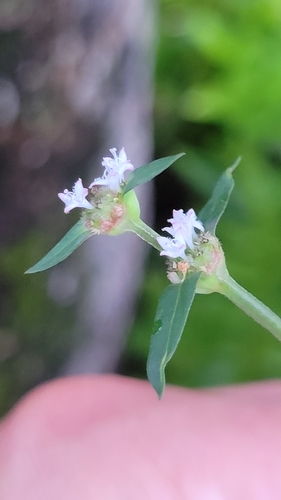 Spermacoce remota observed 2026-01-04