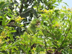 Psittacara erythrogenys