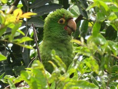 Psittacara erythrogenys
