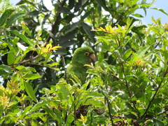 Psittacara erythrogenys