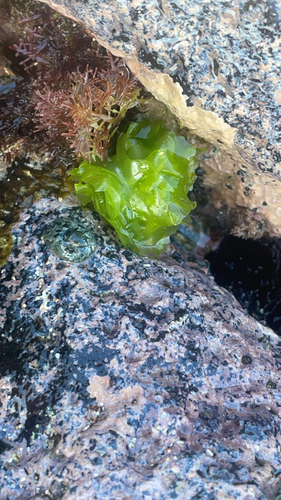 Ulva observed 2026-01-10