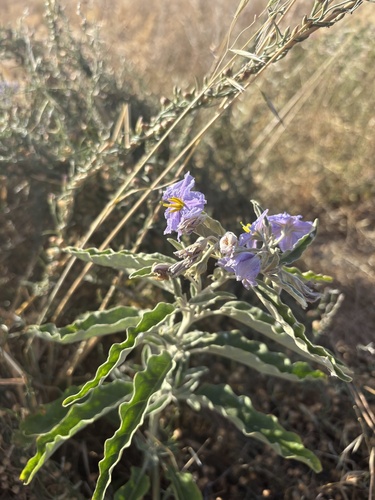 silverleaf nightshade