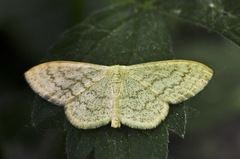 Scopula floslactata