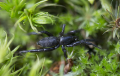 Zelotes subterraneus