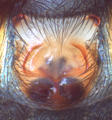 Zelotes subterraneus