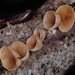 Schizophyllum amplum - Photo (c) Damon Tighe, alguns direitos reservados (CC BY-NC)