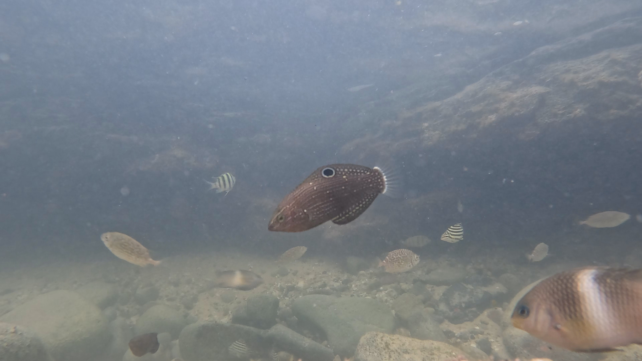 Spotted-Finned Rainbowfish photo 6