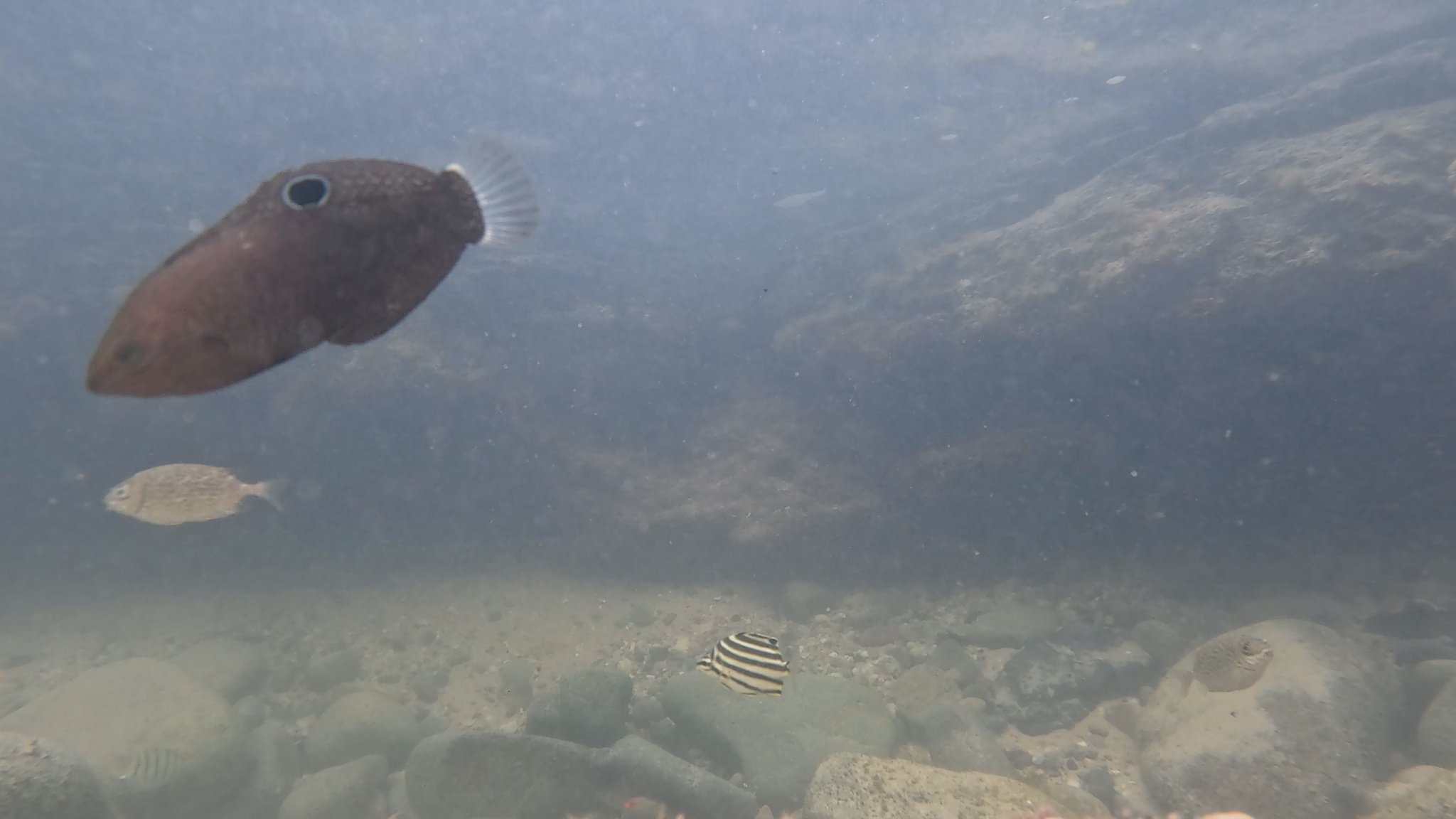 Spotted-Finned Rainbowfish photo 7