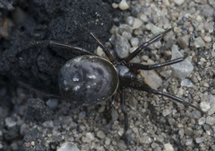 Steatoda albomaculata