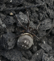 Steatoda albomaculata