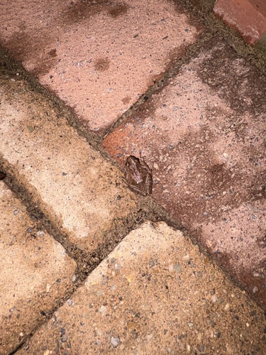 Spring Peeper observed by sassydragon13