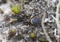 Steatoda albomaculata