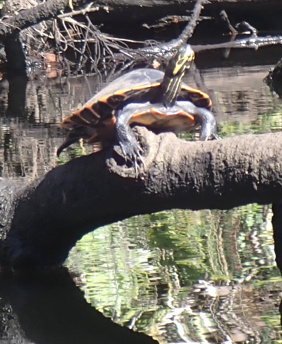 Eastern River Cooter, Pseudemys concinna