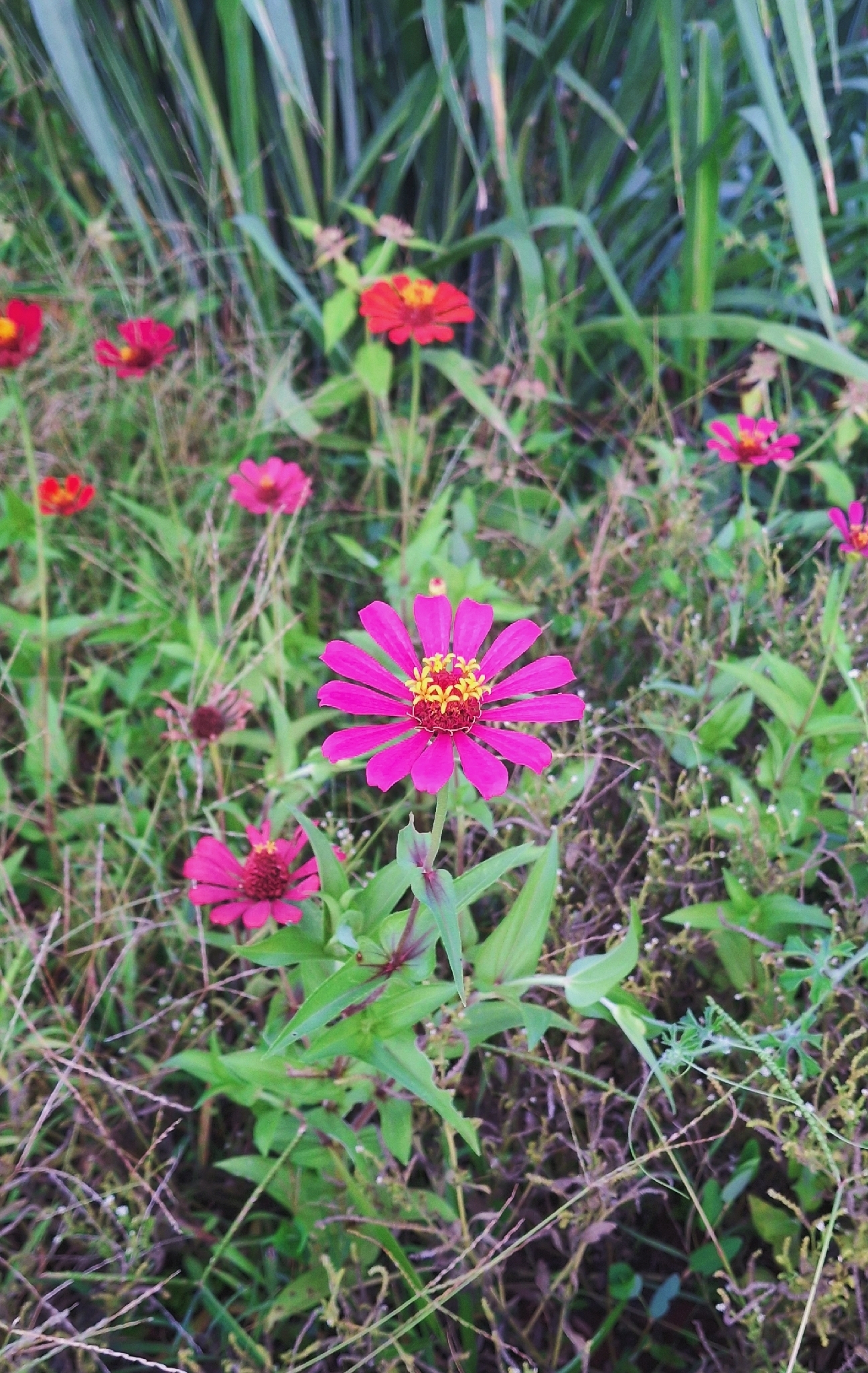 Zinnia elegans