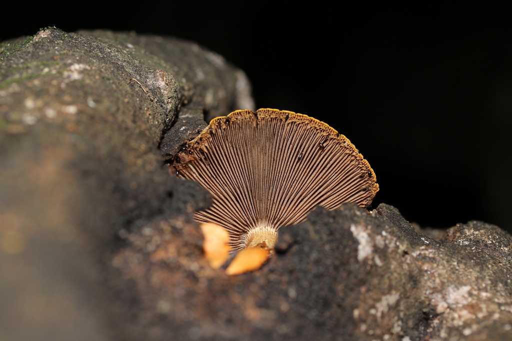 Cyclocybe parasitica · January 2026 · photo: © jupal04 (iNaturalist, cc-by)