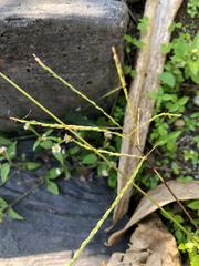 Digitaria setigera