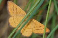 Idaea flaveolaria