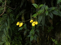 Calceolaria pedunculata