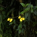 Calceolaria pedunculata - Photo (c) Katarina Stenman, some rights reserved (CC BY-NC), uploaded by Katarina Stenman