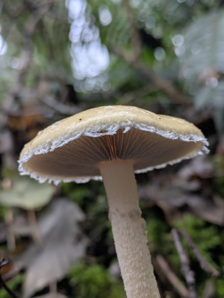 Stropharia ambigua · January 2026 · photo: © mylan (iNaturalist, cc-by)