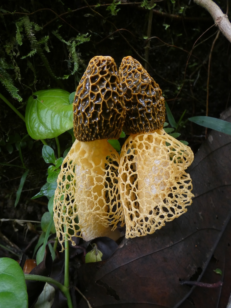 Phallus multicolor · January 2026 · photo: © squiresk (iNaturalist, cc-by)