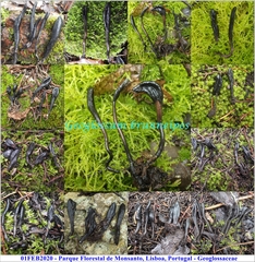 Geoglossum brunneipes