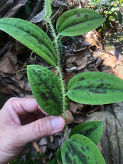 Smilax horridiramula