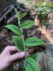 Smilax horridiramula