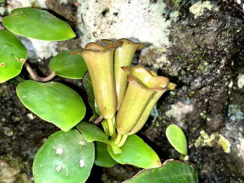 Aeschynanthus loheri