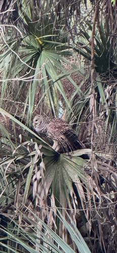 View observation of {o.common_name} on iNaturalist