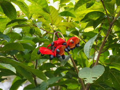 Sterculia parviflora