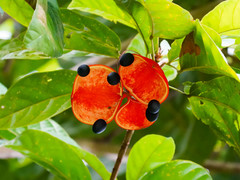 Sterculia parviflora