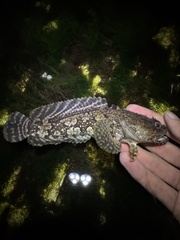 Opsanus beta