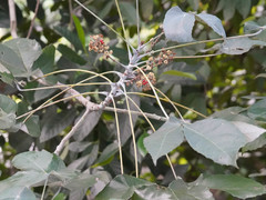 Macaranga hypoleuca