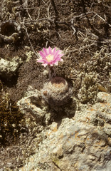 Echinocereus adustus adustus