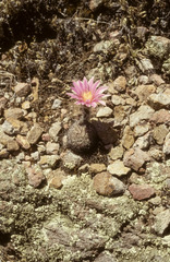 Echinocereus adustus adustus