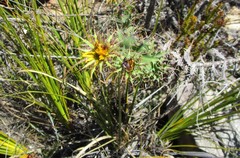 Berkheya cruciata
