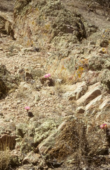 Echinocereus adustus adustus