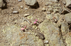 Echinocereus adustus adustus