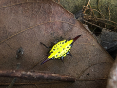 Gasteracantha sauteri