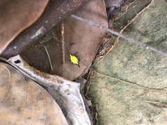 Gasteracantha sauteri