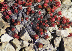 Saxifraga bronchialis funstonii