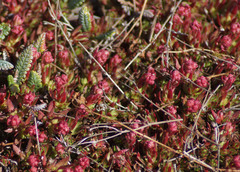 Saxifraga bronchialis funstonii